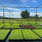 Саджанці Ялівцю скельного Блю Арроу, 3-х річний (Juniperus scopulorum Blue Arrow) С2, фото 4
