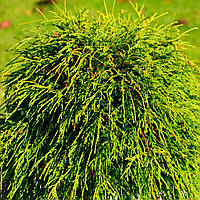 Кипарисовик горохоплідний Філіфера Нана Р9