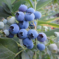 Лохина Ріка (2-х річна) С1