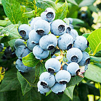 Лохина Дюк  (2-х річна) С1