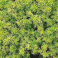 Чебрець лимоннопахнущий Лимонад Р9