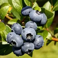 Лохина Рубель (3-х річна) С2