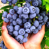 Лохина Бонус (2-х річна) С1