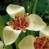 Цибулини Тигридия КРЕМОВА 7/+ (1 шт.)