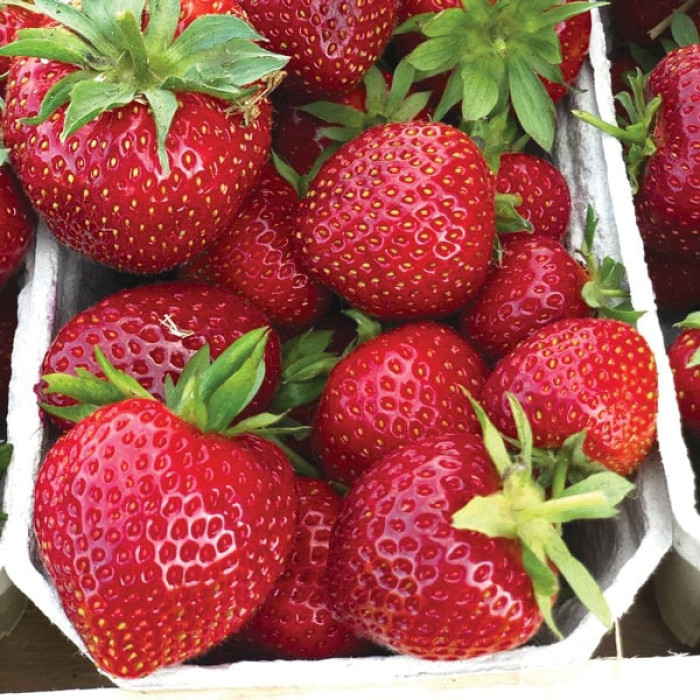 Полуниця Фейз, фото 1