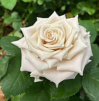 Троянда  Мента