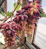 Виноград Карнавал