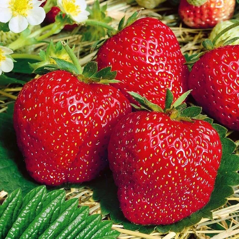 Клубника Моллінг Століття