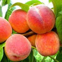 Персик Медовий