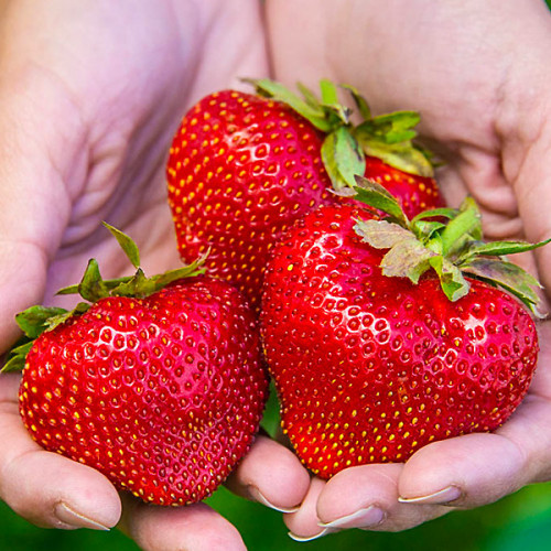 Полуниця Хумі Гранде