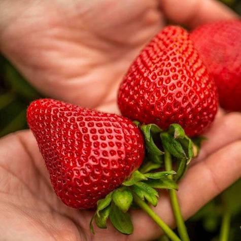 Полуниця Кабрилло, фото 1