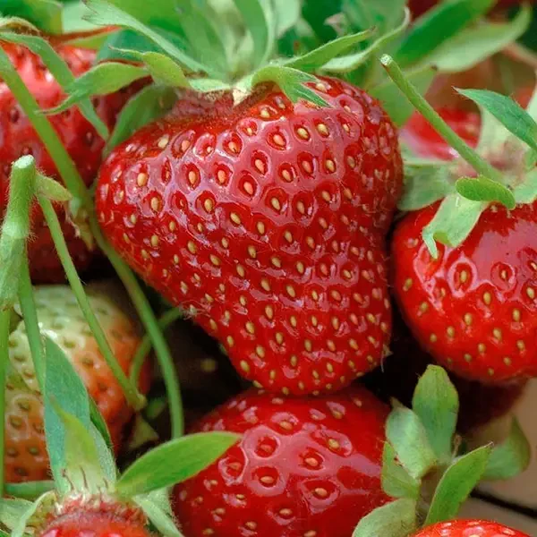 Полуниця Гармонія, фото 1