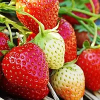 Полуниця Ранкова Роса