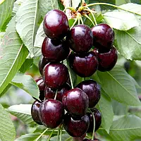 Черешня колоновидна Хелена
