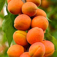 Абрикос колоновидний Принц Март