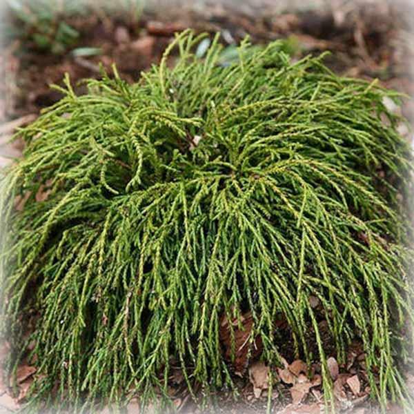 Кипарисовик горіхоплідний Філіфера Нана (Filifera Nana)