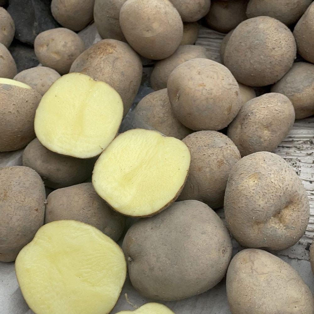 Насіннєва картопля Вінета, 60-70 днів 2 репродукція