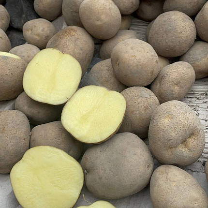 Насіннєва картопля Вінета, 60-70 днів 2 репродукція, фото 1