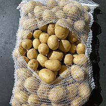 Насіннєва картопля Гала (Gala), 70-80 днів 2 репродукція, фото 5