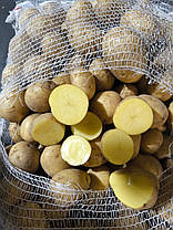 Насіннєва картопля Гала (Gala), 70-80 днів 2 репродукція, фото 4