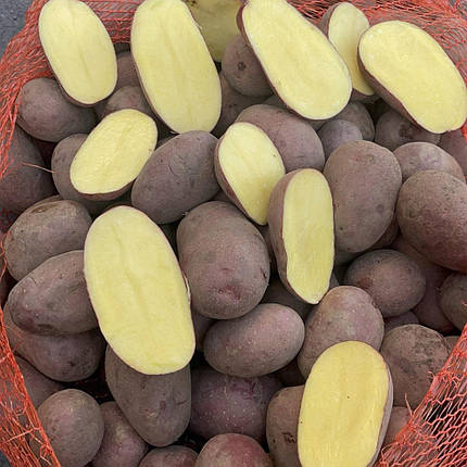 Насіннєва картопля Алюетт, 80-90 днів 2 репродукція, фото 1
