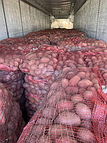 Насіннєва картопля Алюетт, 80-90 днів 2 репродукція, фото 4