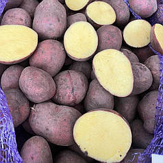 Насіннєва картопля Балтік Роуз, 2 репродукція