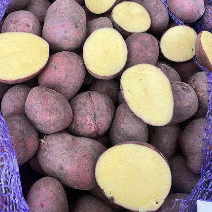 Насіннєва картопля Балтік Роуз, 2 репродукція, фото 1