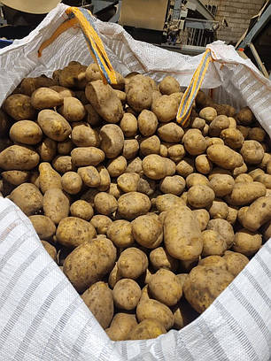 Насіннєва картопля Мелоді, 2 репродукція, фото 3