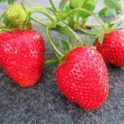 Розсада полуниці Мурано ремонтантний, транспортабельний,10шт