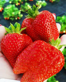 Полуниця "Діам" - це сорт раннього терміну дозрівання.10шт