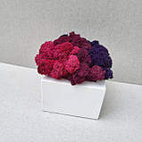 Дерев'яне кашпо з кольоровим мохом Різні розміри, фото 3