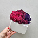 Дерев'яне кашпо з кольоровим мохом Різні розміри, фото 4