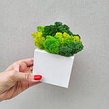 Біле дерев'яне кашпо з зеленим (лайм) стабілізованим мохом, фото 3