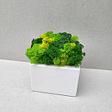 Біле дерев'яне кашпо з зеленим (лайм) стабілізованим мохом, фото 5