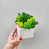 Біле дерев'яне кашпо з зеленим (лайм) стабілізованим мохом, фото 6