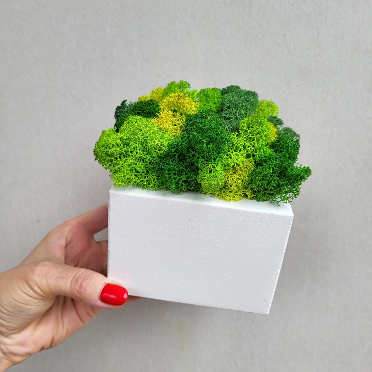 Біле дерев'яне кашпо з зеленим (лайм) стабілізованим мохом, фото 1