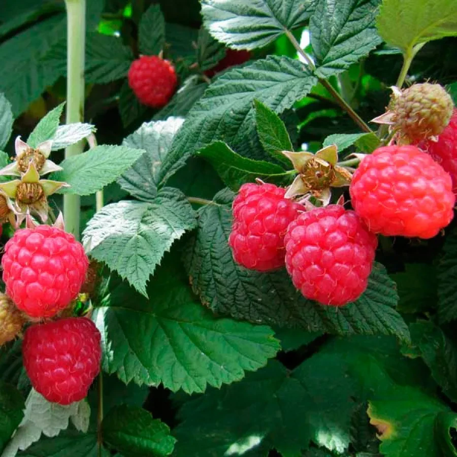 Малина Глен Каррон