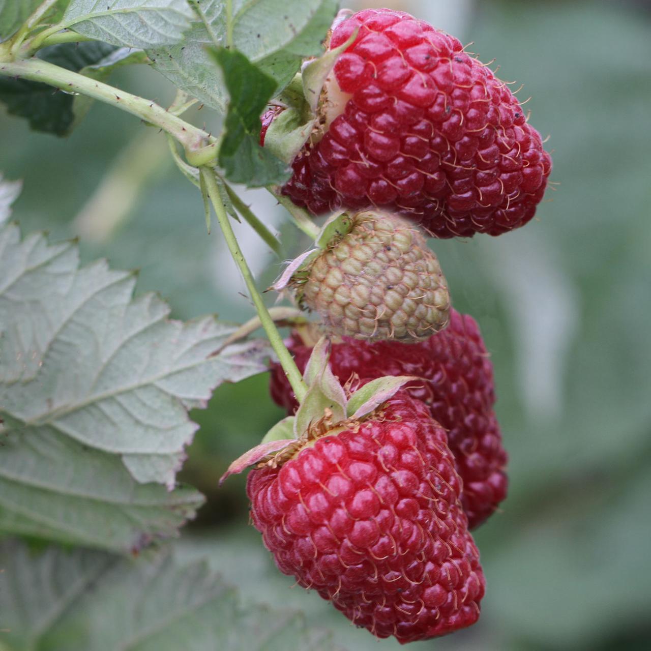 Малина Аделіта, фото 1