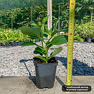 Гортензія волотиста Мега Мінді – декоративна, морозостійка, квітуча Р9, фото 2