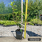 Саженці Гортензії волотистої Полярний ведмідь (Hydrangea paniculata Polar bear) 3-х річна С3, фото 3