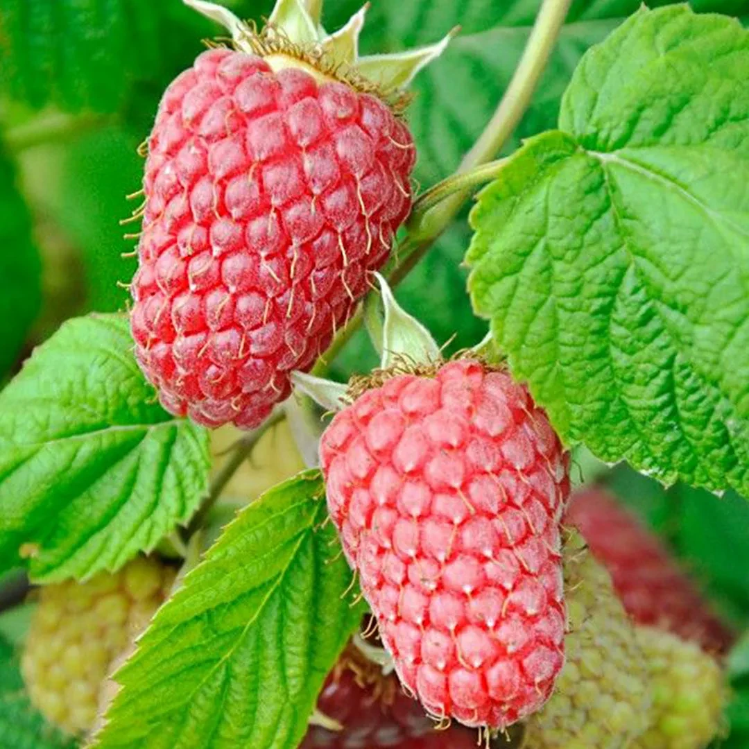 Малина Малинова Гряда