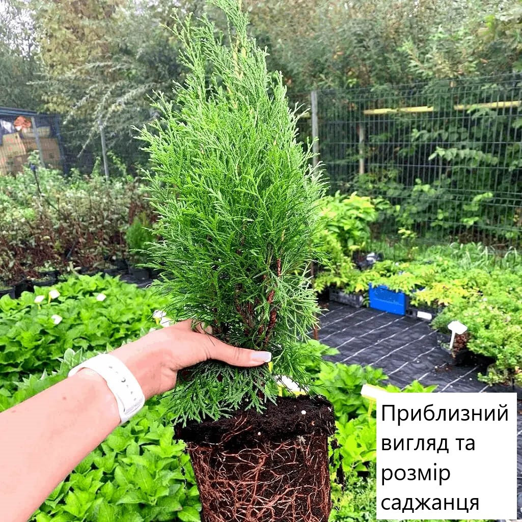 Саджанці Туї західної Смарагд, 3-х річна (Thuja occidentalis Smaragd) С1.5, фото 1