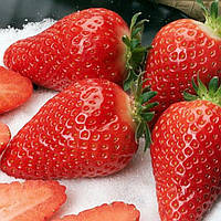 Полуниця Перший Урожай