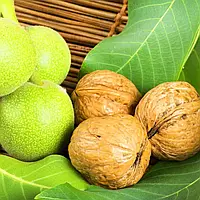 Волоський горіх Ідеал (2 річний)