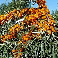 Обліпиха Герго (Жіноча)