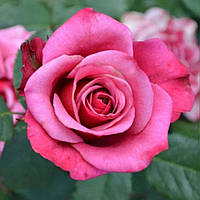 Роза Амалія