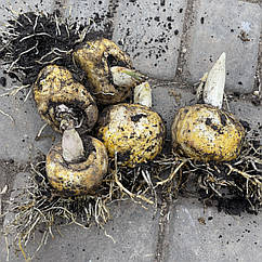 Рябчик імператорський (Царська корона) Фрітилярія Imperialis Orange Beauty, 1 цибулина велика