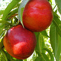 Нектарин колоновидний Рубіс