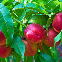 Нектарин колоновидний Фантазія